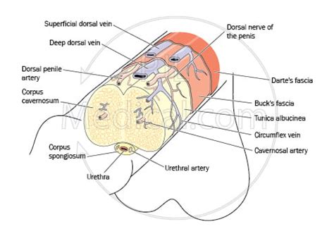 pictures of penisis|Penis anatomy: Functions and common conditions.